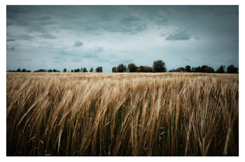 Fields of Gold