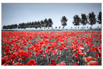 Crazy Poppies