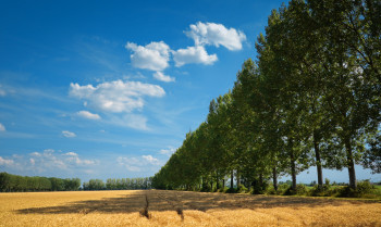 Le ombre sul grano