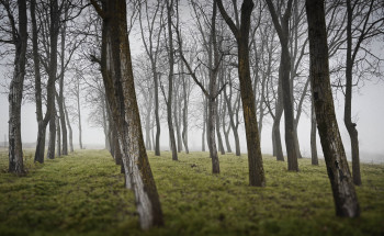 La nebbia nel bosco